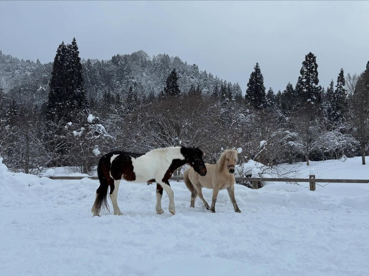 社会福祉法人陽だまり