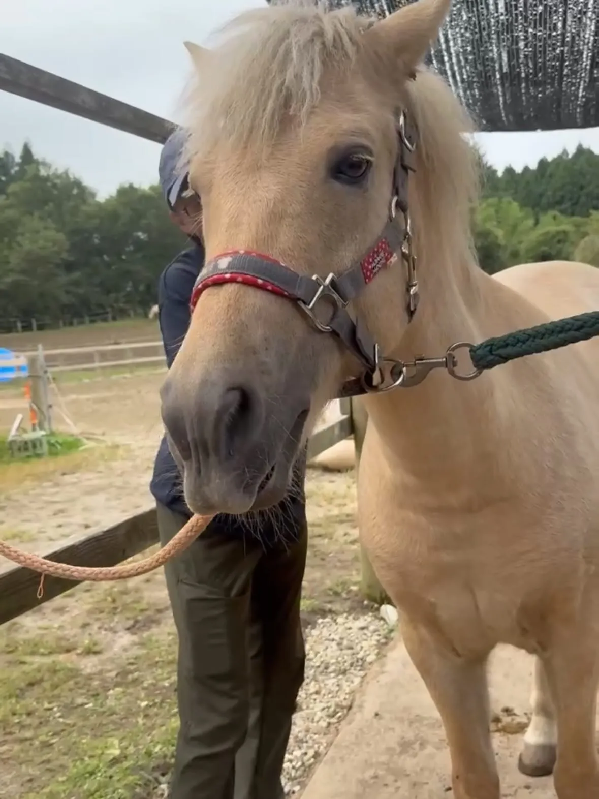 馬に乗るとスカッとするー！