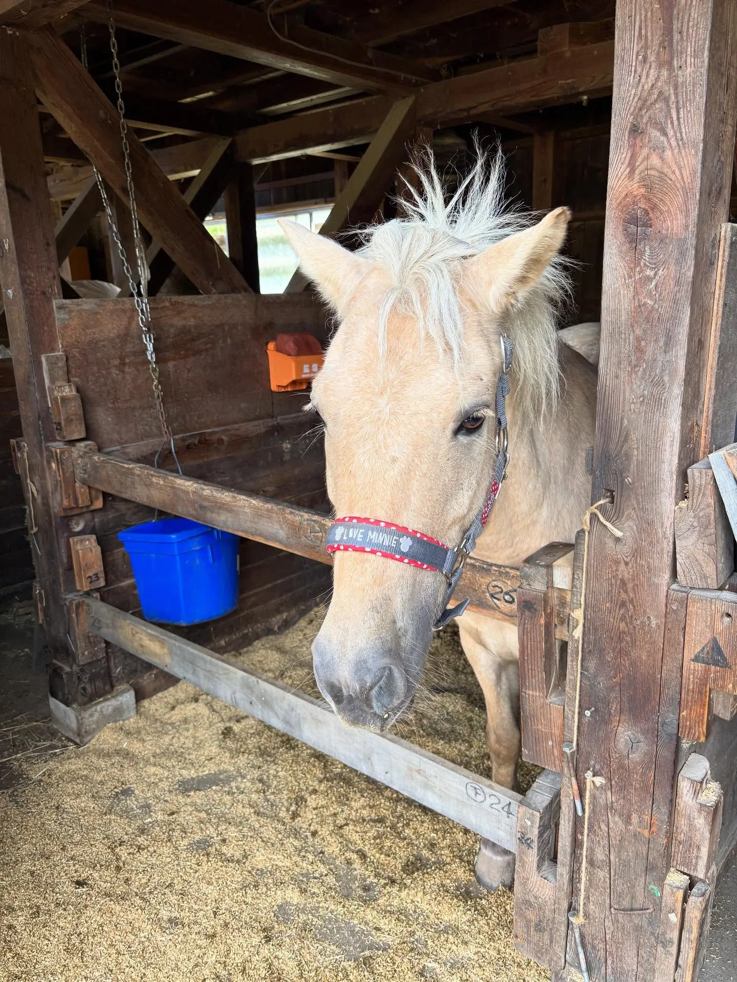 動物紹介3バレンティーナ 9歳 牝 2016.7生まれ