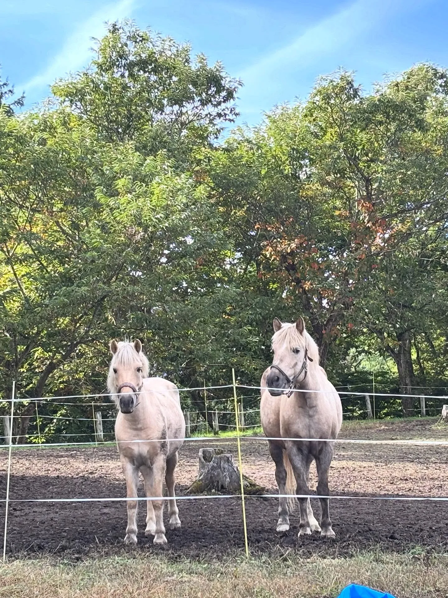 動物紹介3バレンティーナ 9歳 牝 2016.7生まれ