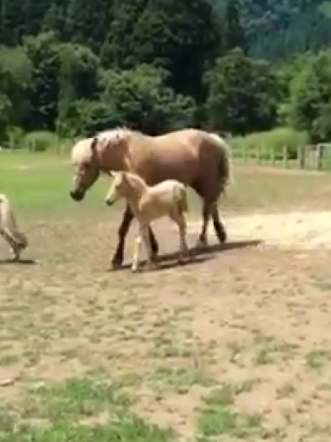 動物紹介3バレンティーナ 9歳 牝 2016.7生まれ