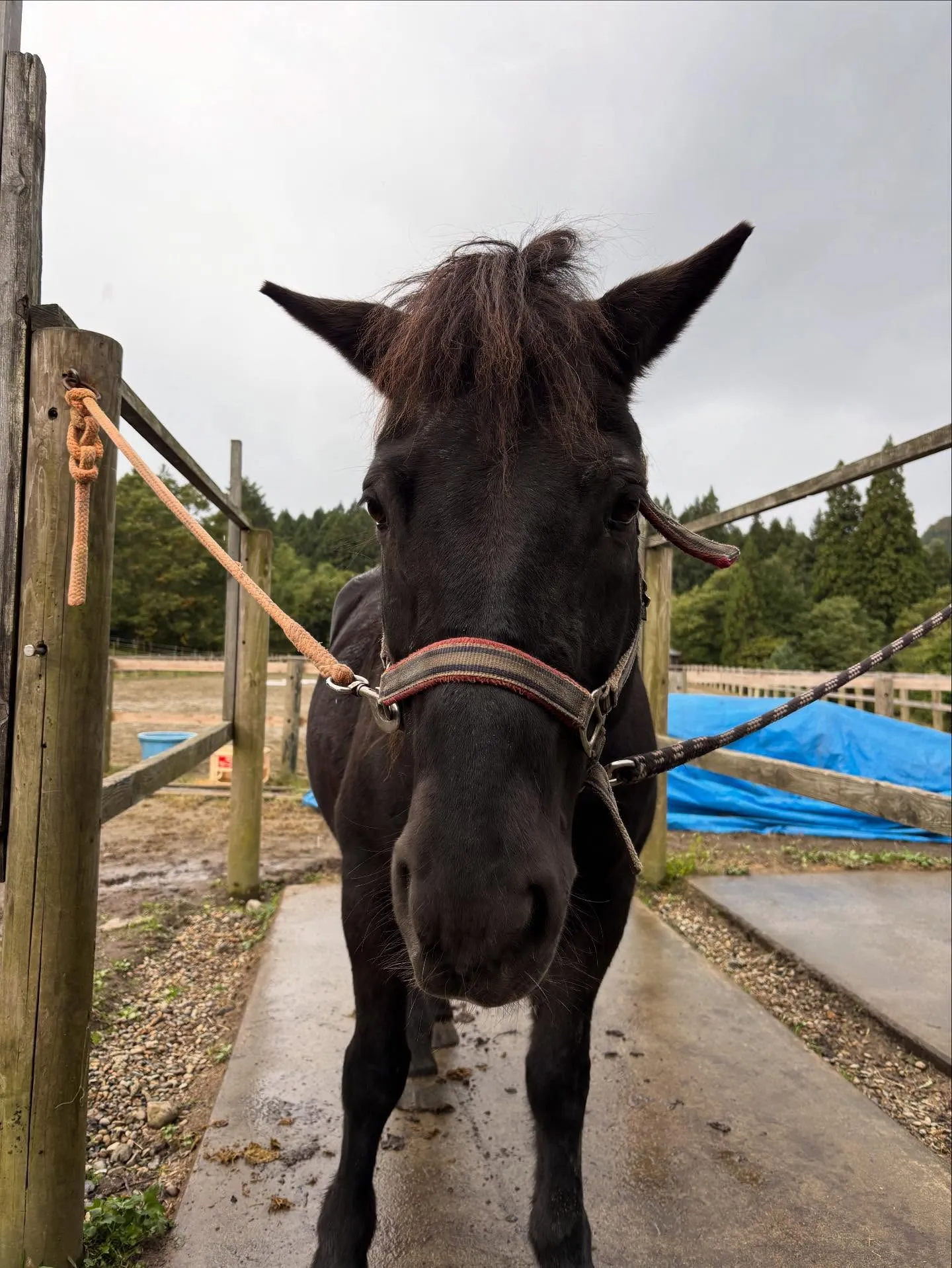 動物紹介4  オーロラ　24歳　牝　道産子