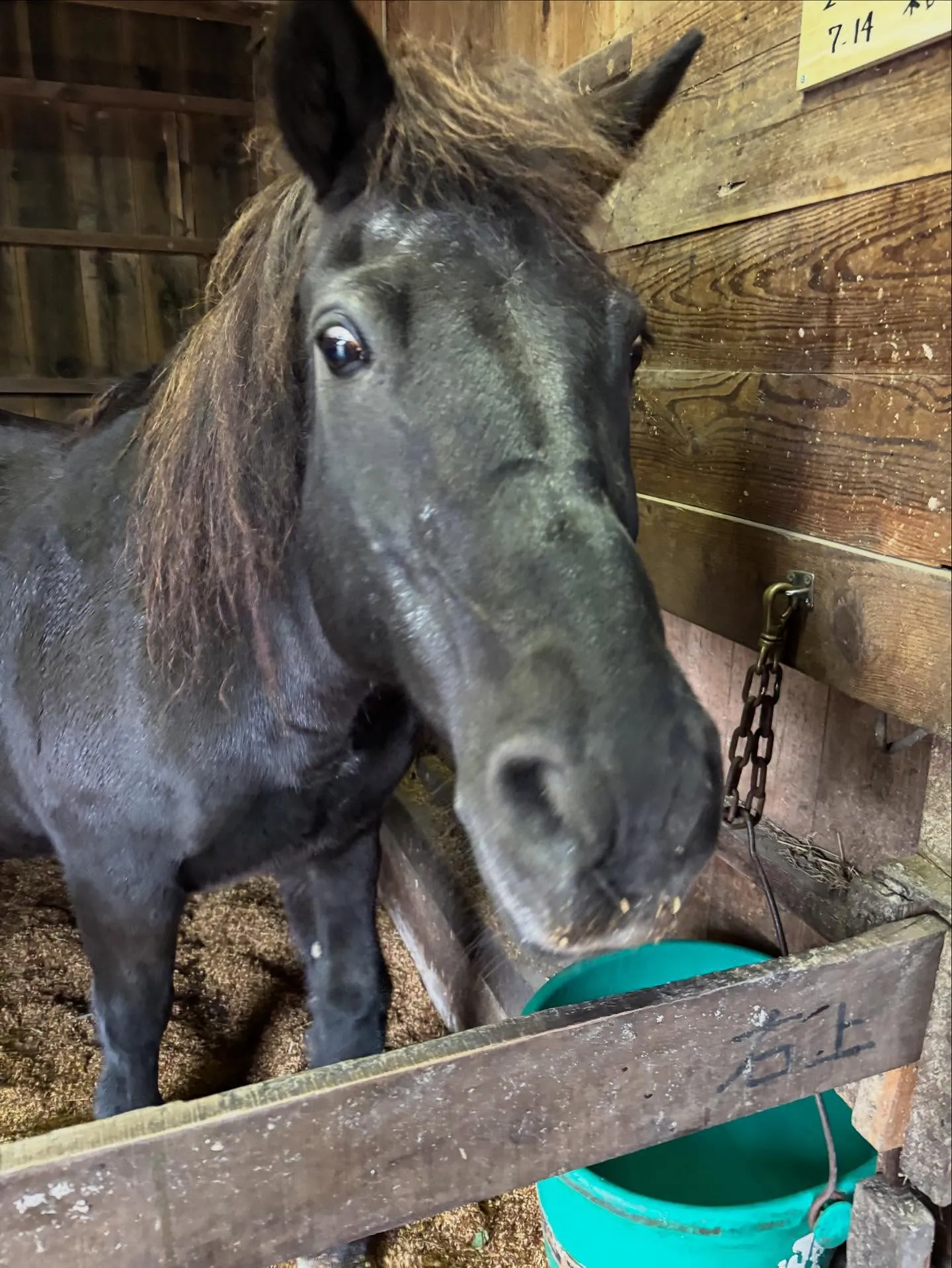 動物紹介4  オーロラ　24歳　牝　道産子