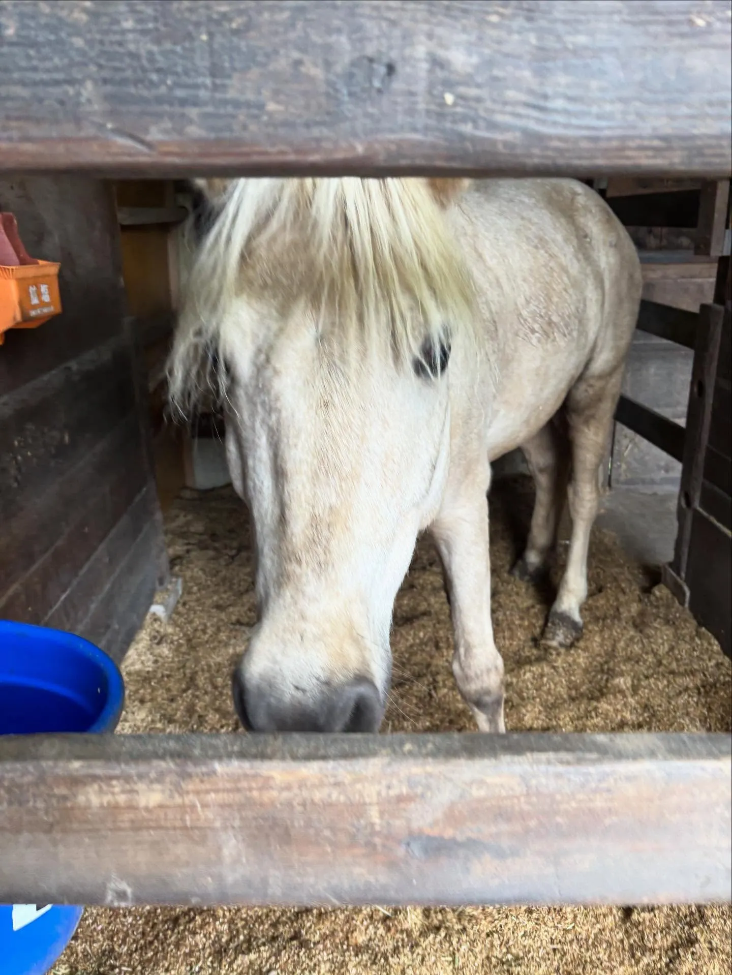 動物紹介5 モチタロウ 9歳 牡