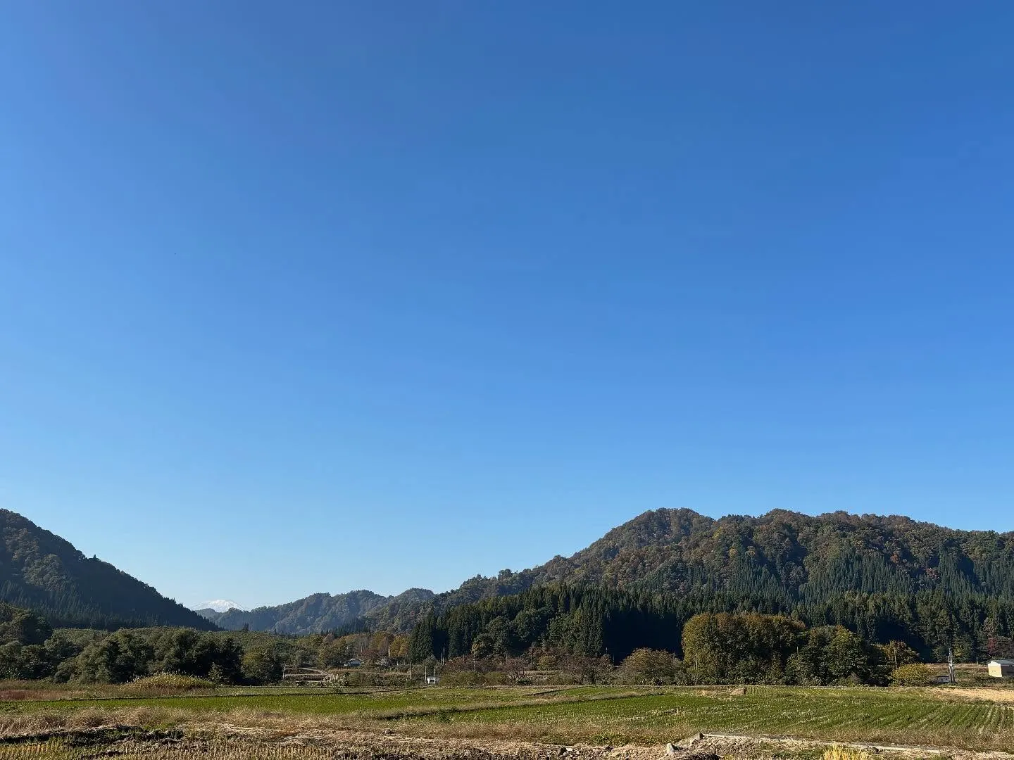 かなり紅葉🍁が色づいてきました。