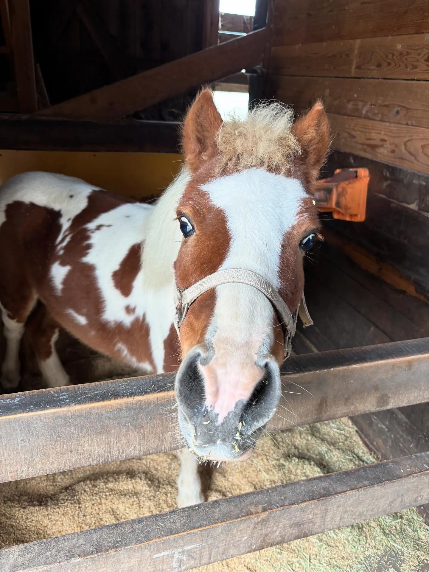動物紹介6  キリンちゃん　9歳