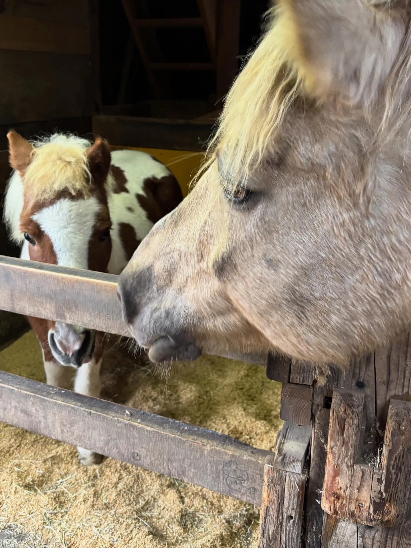 動物紹介6  キリンちゃん　9歳