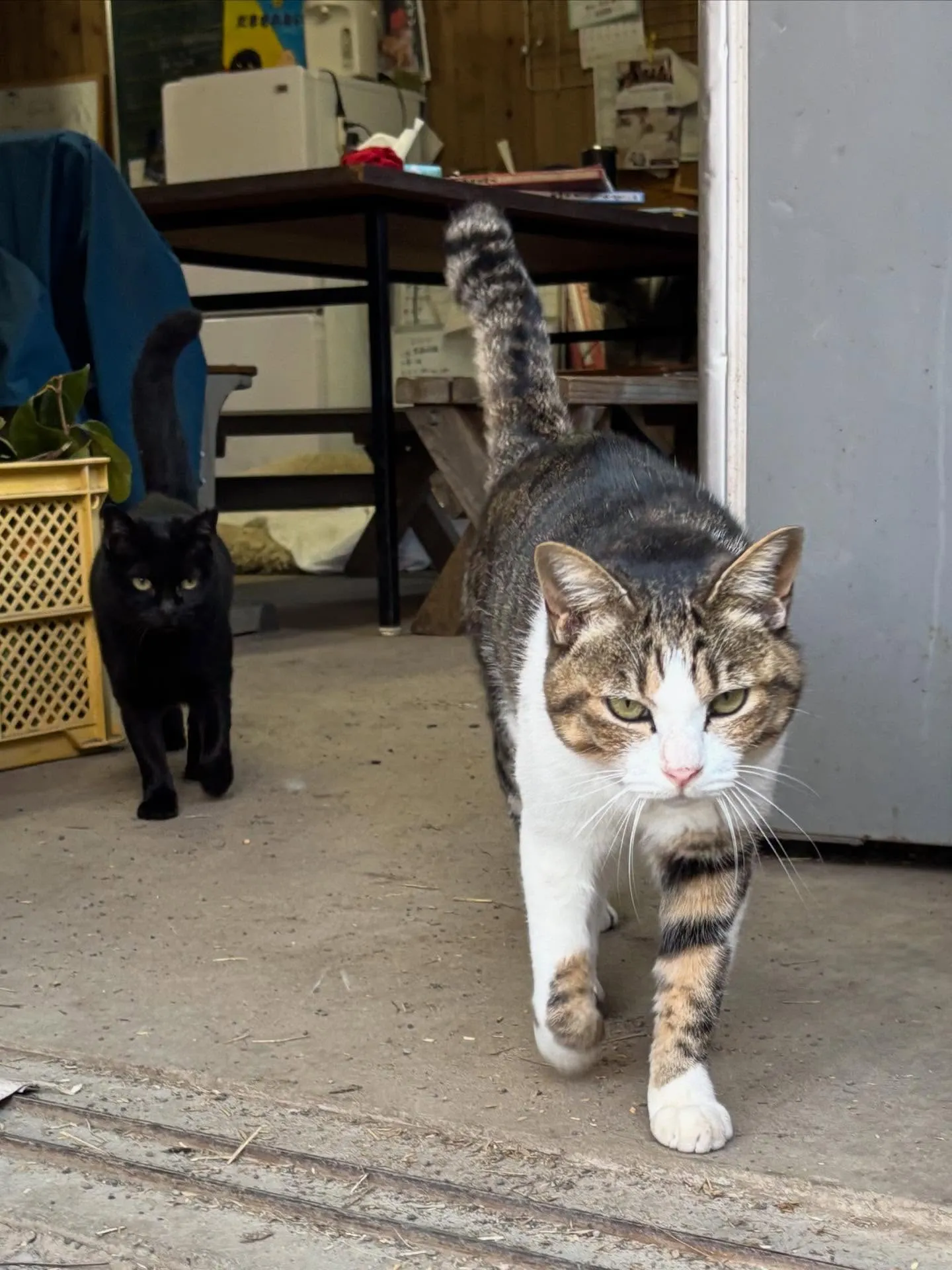 動物紹介7  ミーコ　6歳くらい？オス