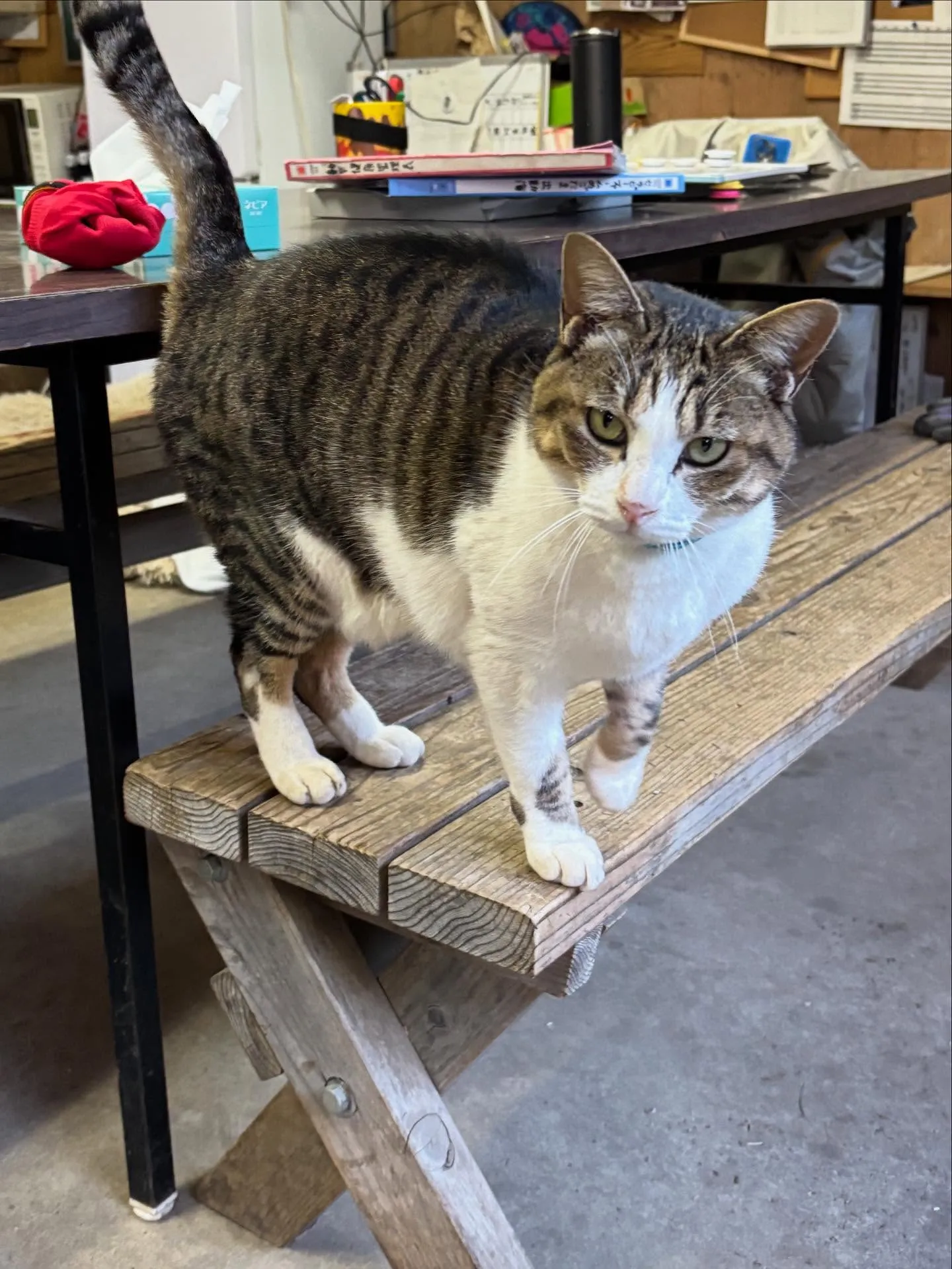 動物紹介7  ミーコ　6歳くらい？オス