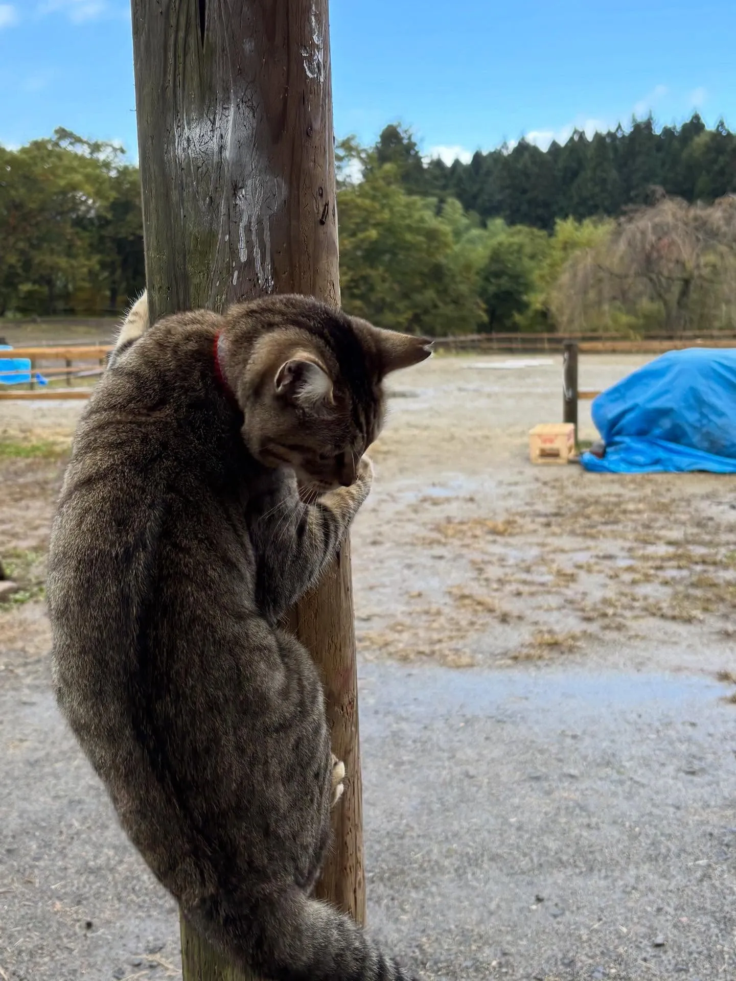 動物紹介8 トラ、約1才半 メス
