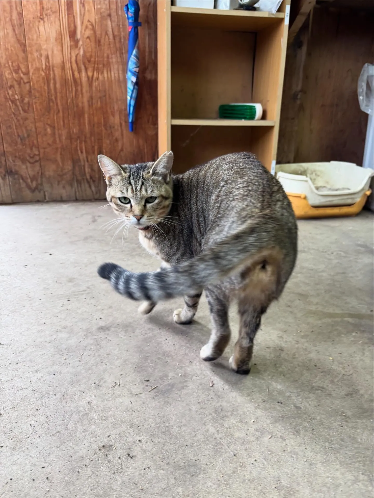 動物紹介8 トラ、約1才半 メス