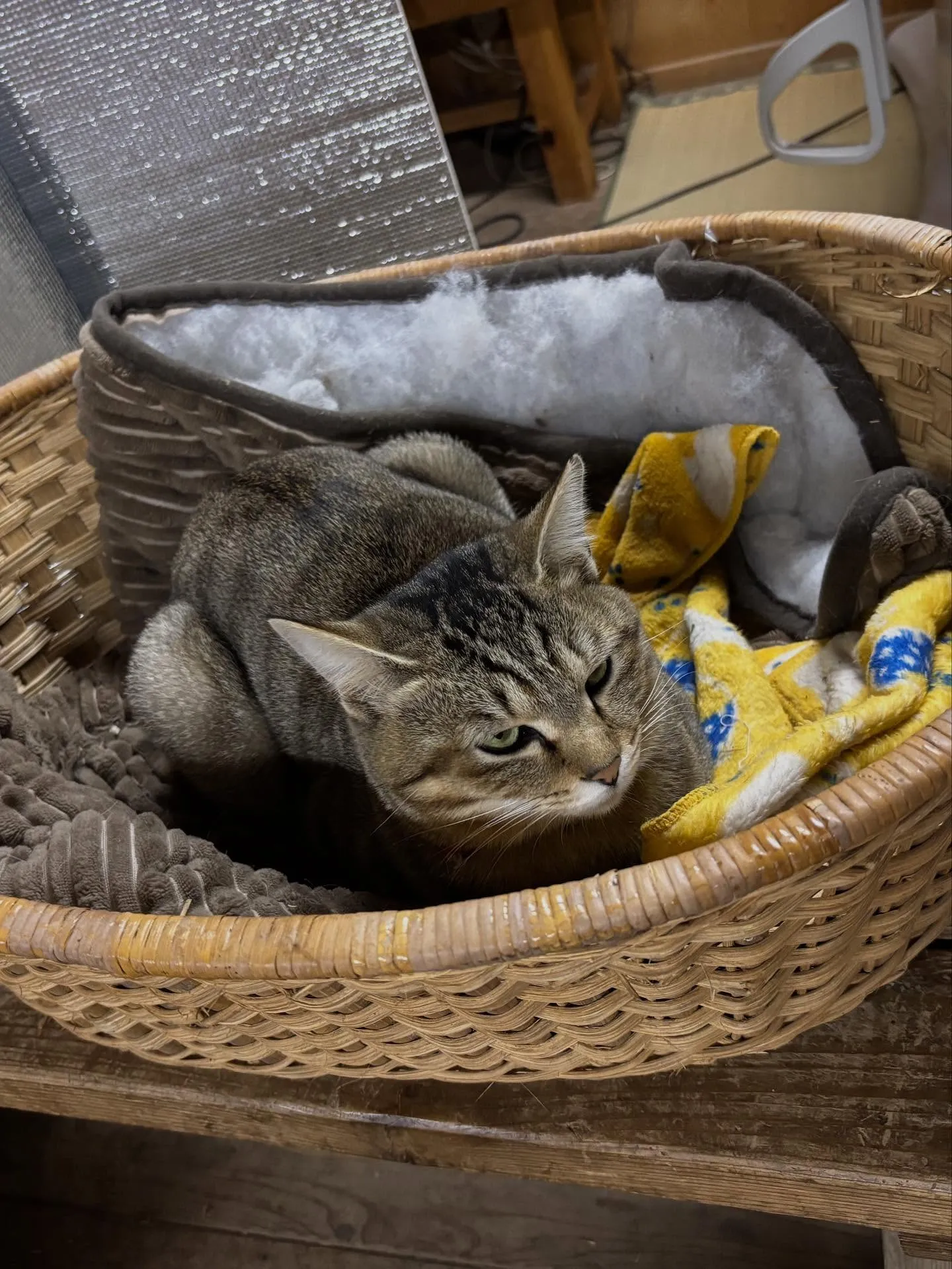 動物紹介8 トラ、約1才半 メス