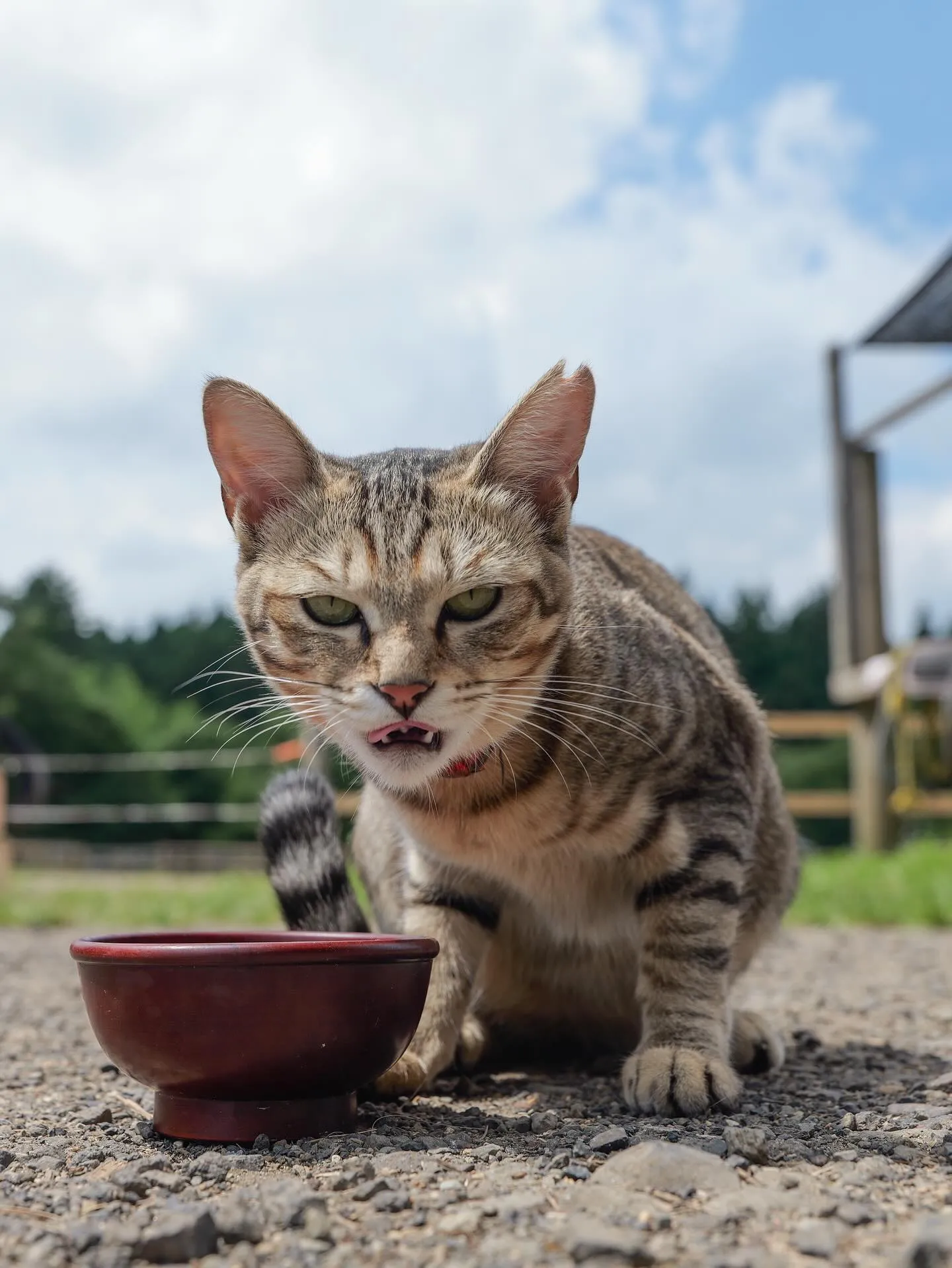 動物紹介8 トラ、約1才半 メス