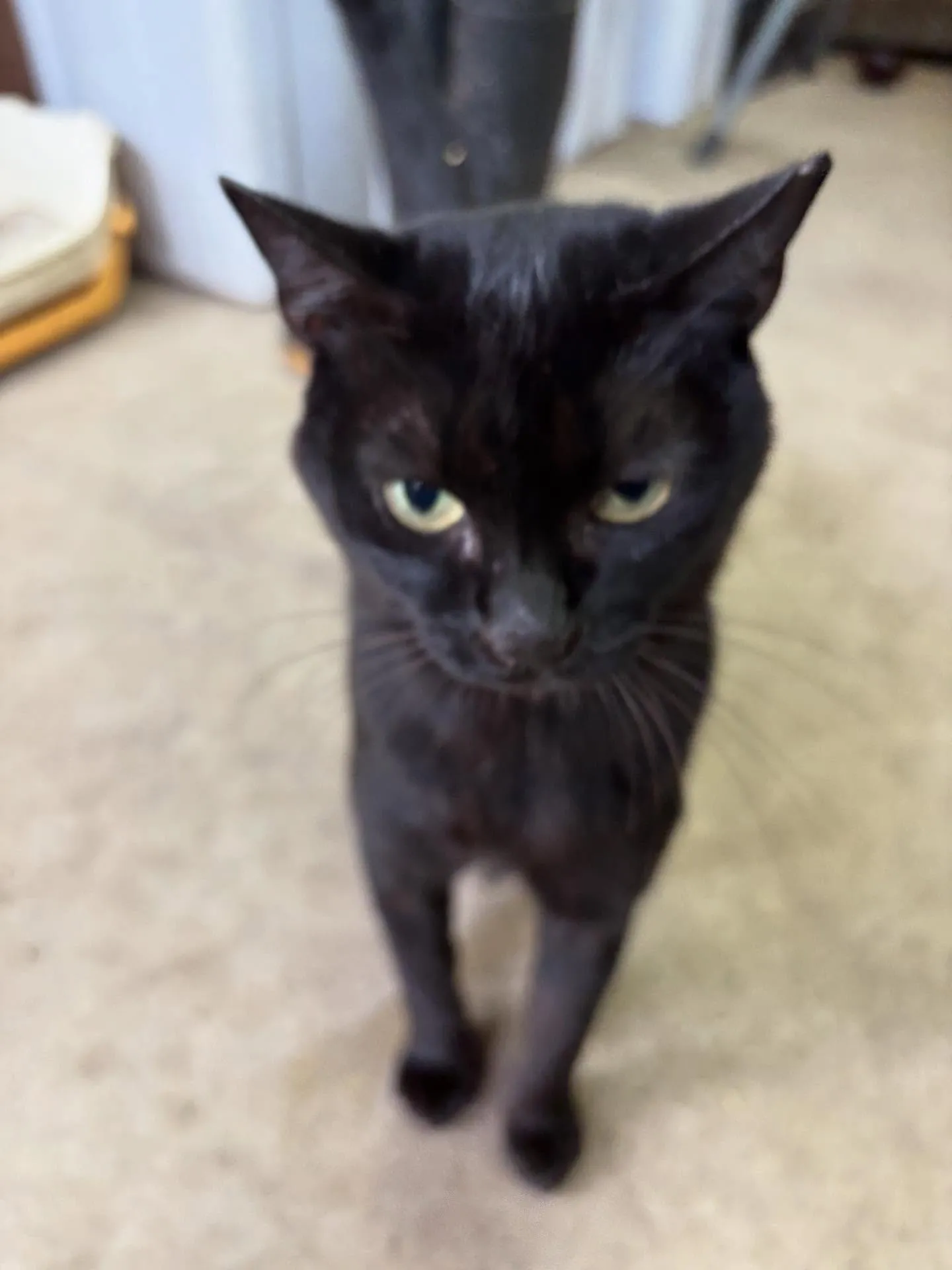 ルーシー 年齢不明、メス