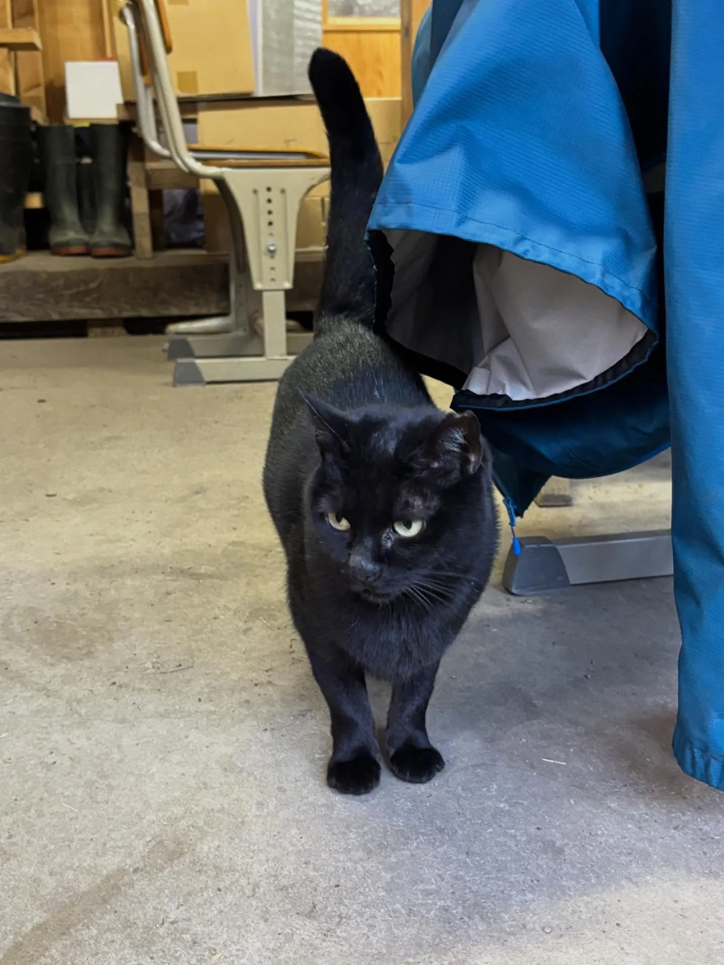 ルーシー　年齢不明、メス