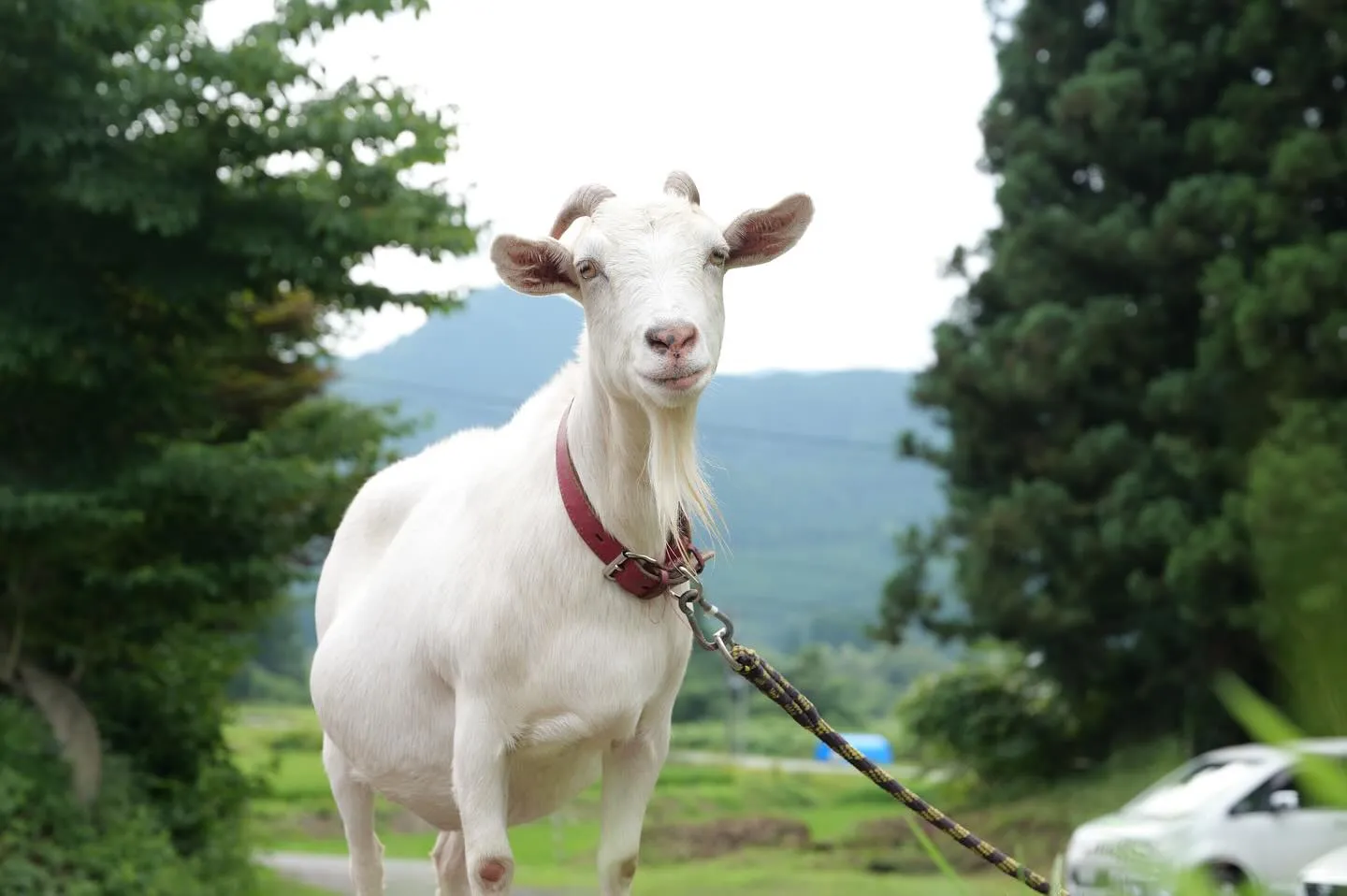 動物紹介10 ウメ　ヤギ　牝　7歳