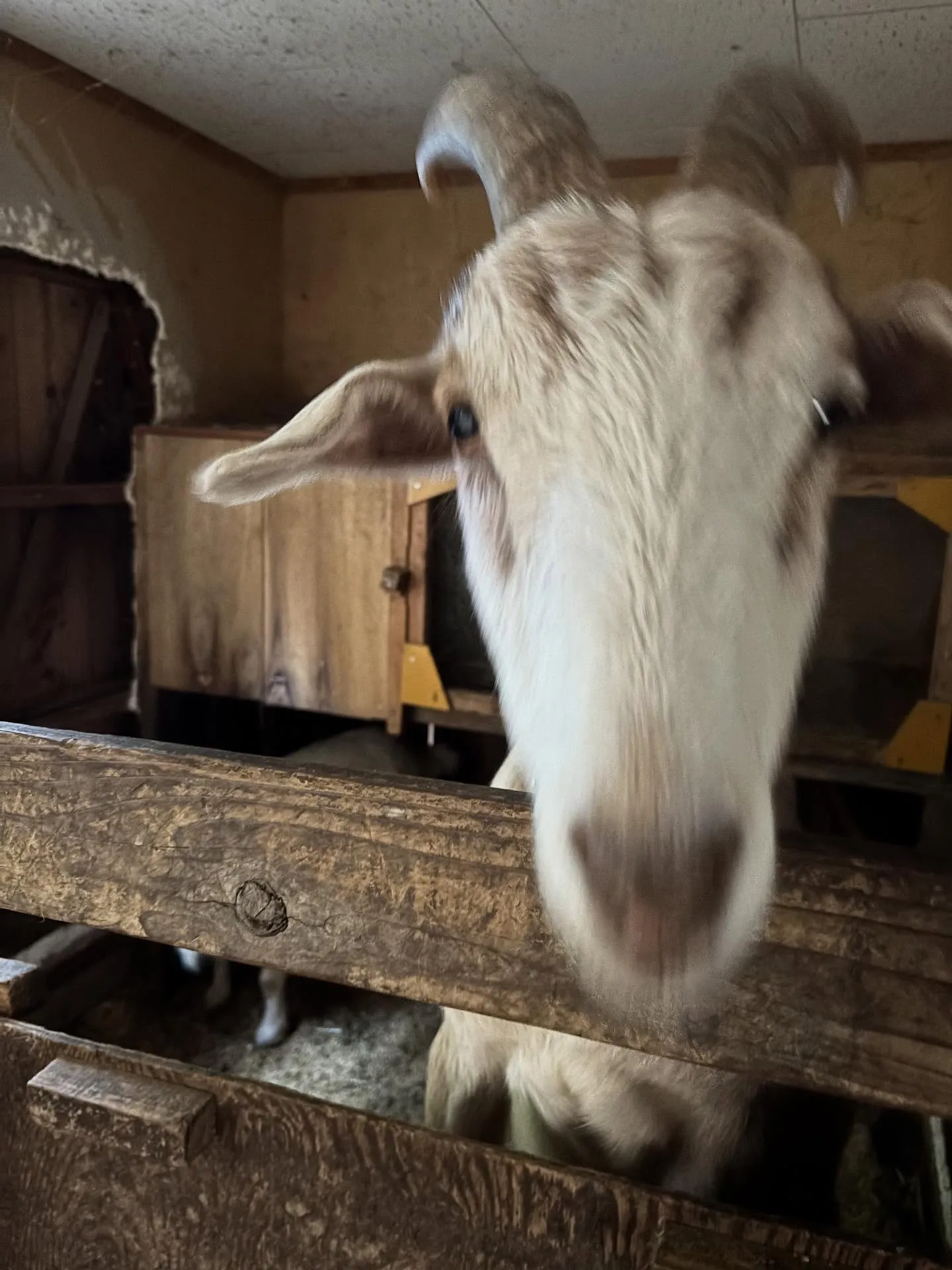 動物紹介11  タケ　ヤギ　5歳　牡