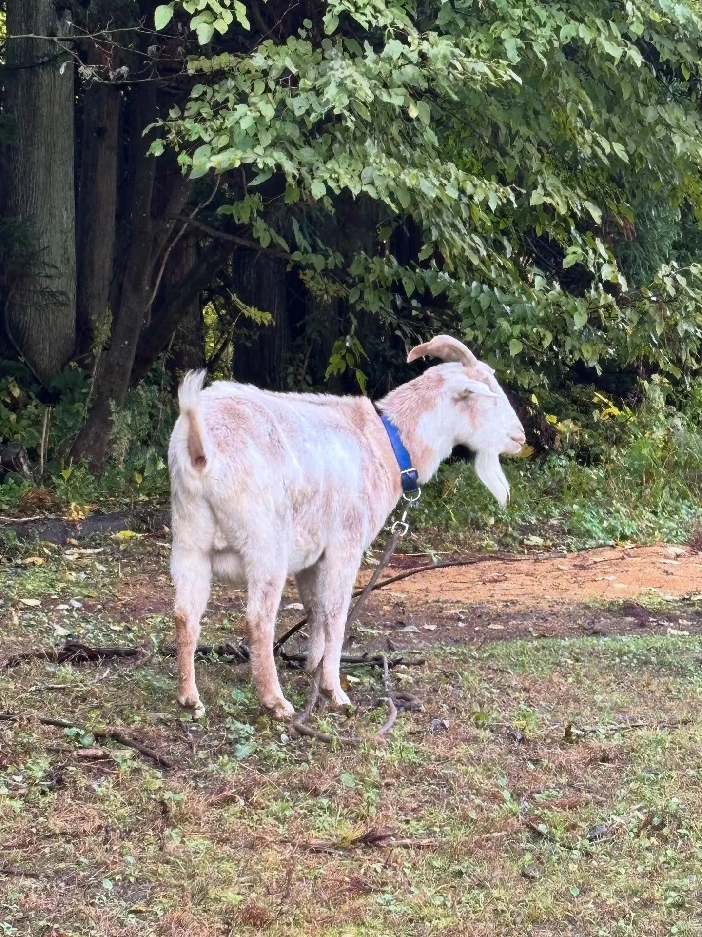 動物紹介11  タケ　ヤギ　5歳　牡