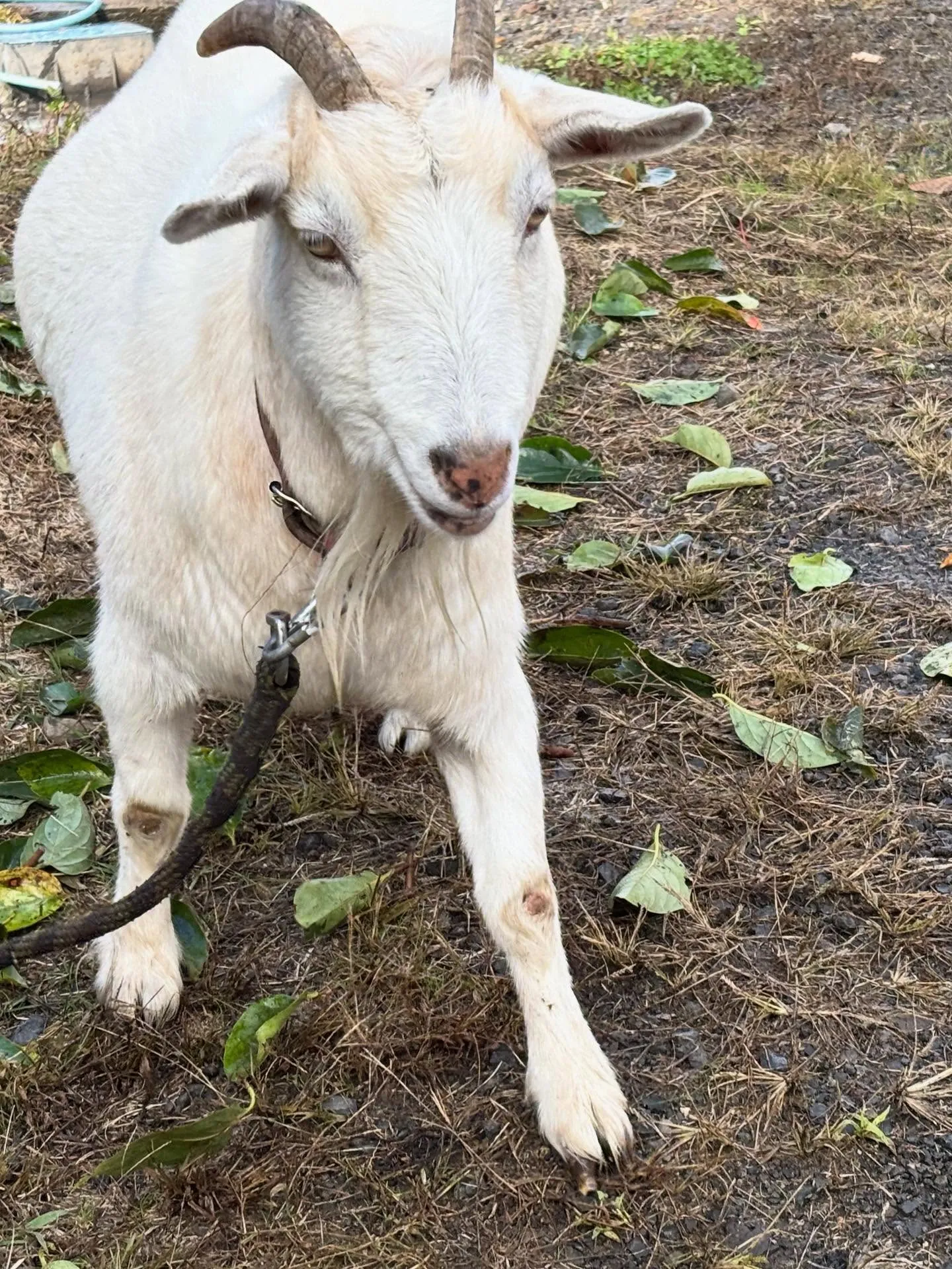 動物紹介11  タケ　ヤギ　5歳　牡