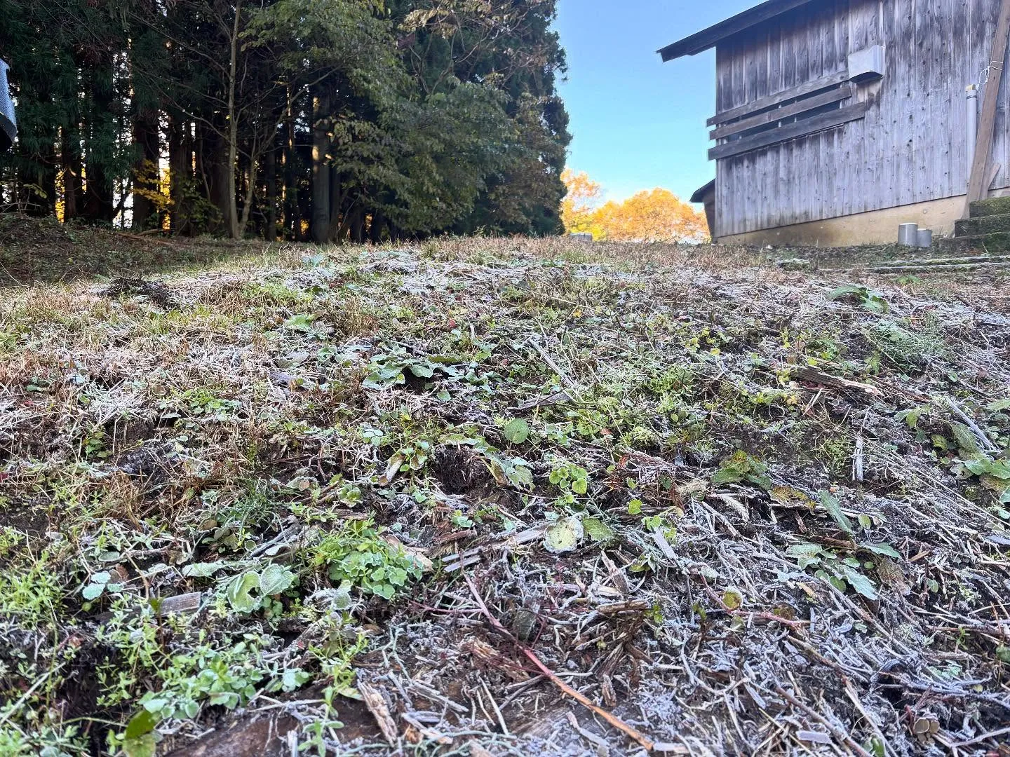 初霜！？寒くなってきたー🥶