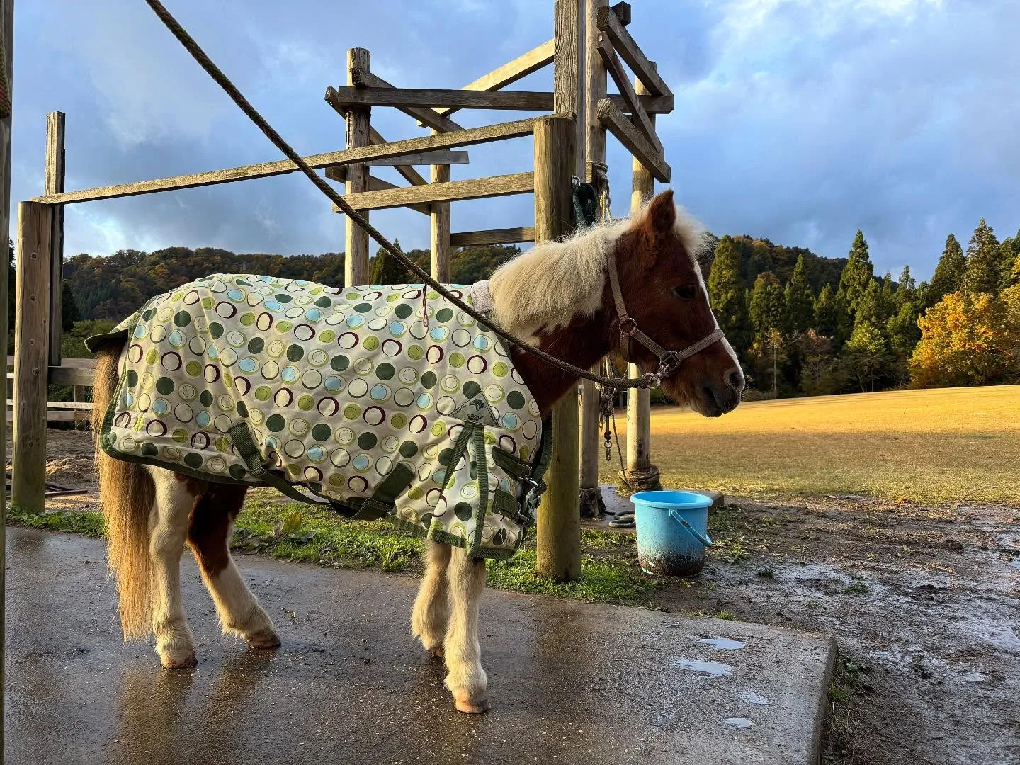 初霜！？寒くなってきたー🥶