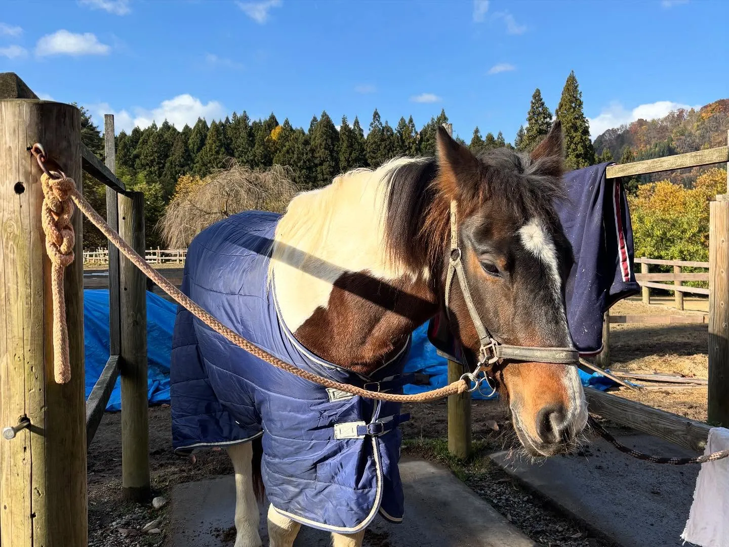 初霜！？寒くなってきたー🥶