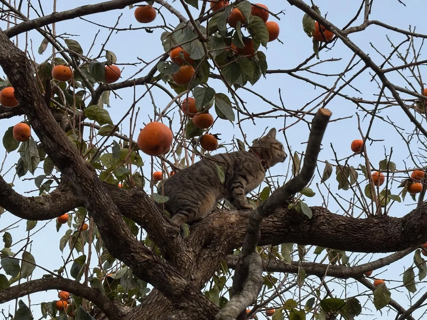 初霜！？寒くなってきたー🥶