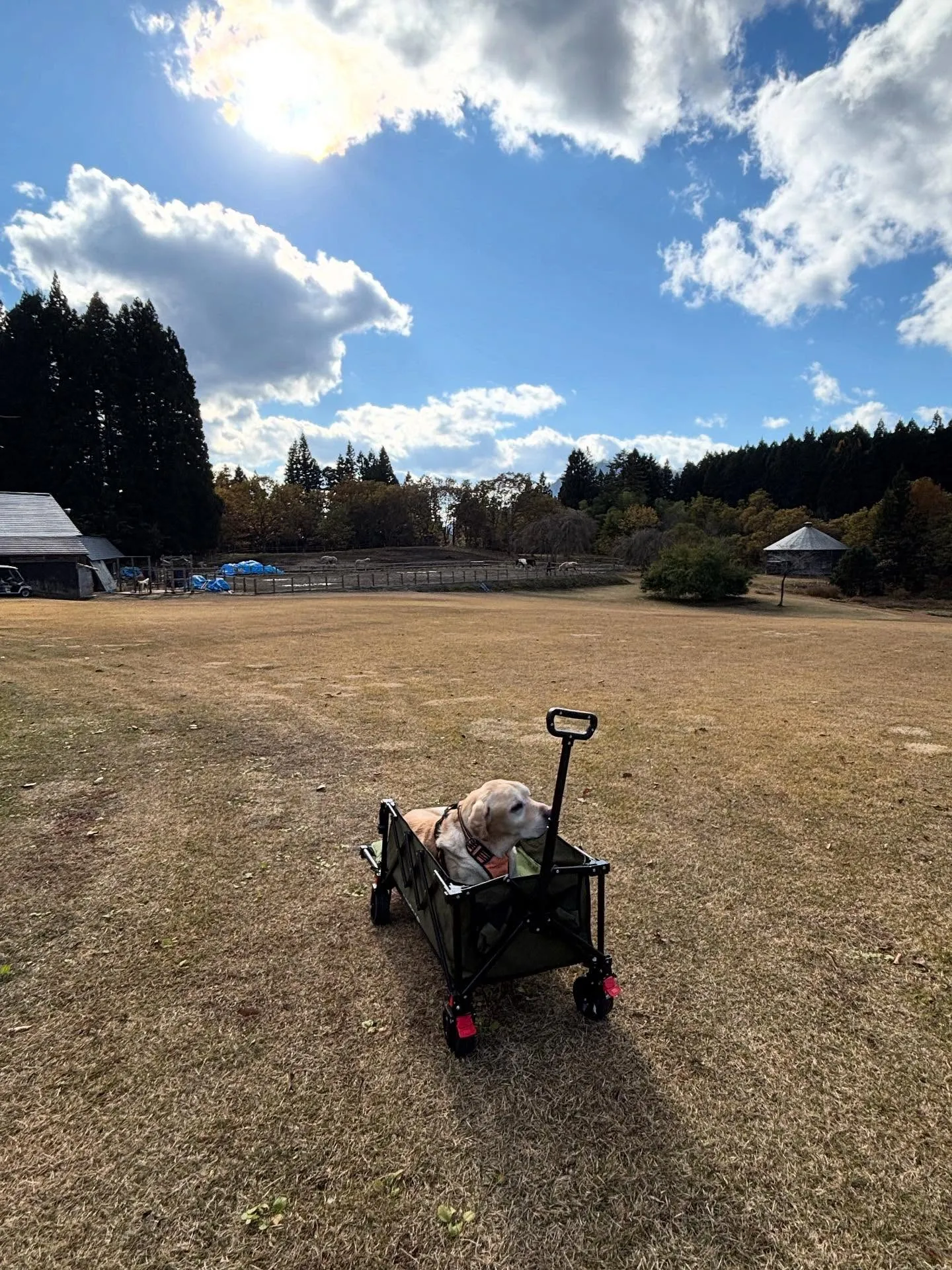 動物紹介12  タイ　牡　11歳　ラブラドール・レトリバー