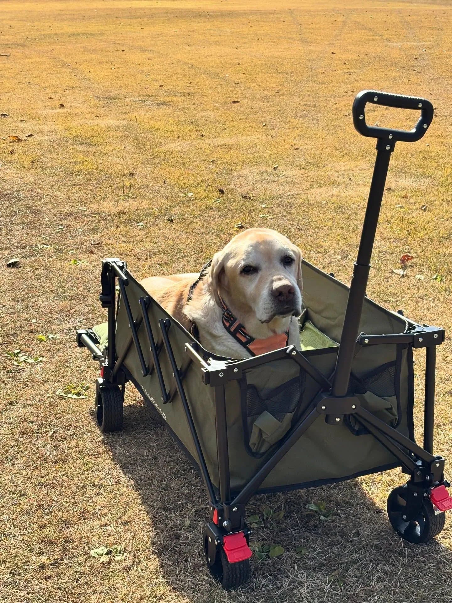 動物紹介12  タイ　牡　11歳　ラブラドール・レトリバー