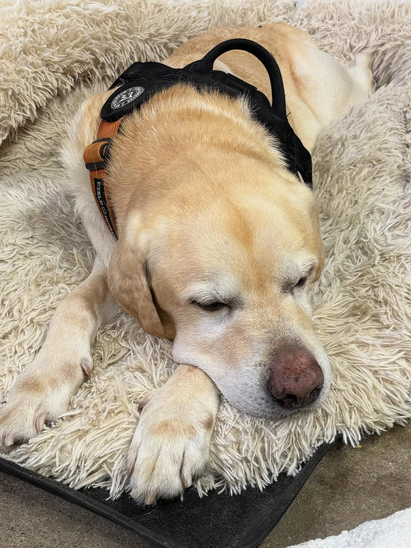 動物紹介12  タイ　牡　11歳　ラブラドール・レトリバー