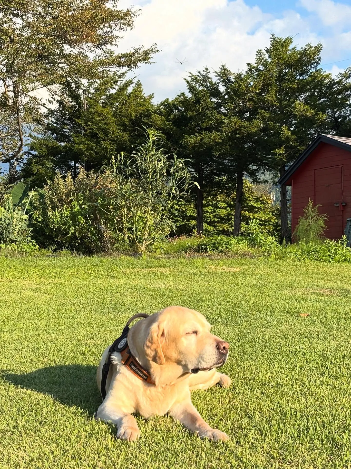 動物紹介12  タイ　牡　11歳　ラブラドール・レトリバー