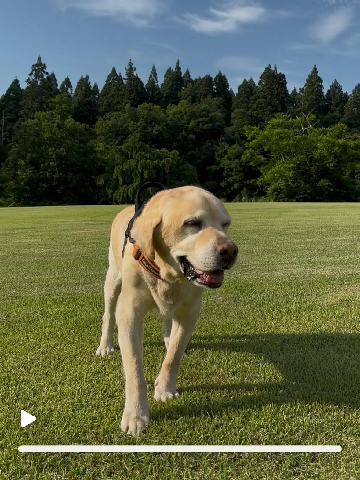 動物紹介12  タイ　牡　11歳　ラブラドール・レトリバー