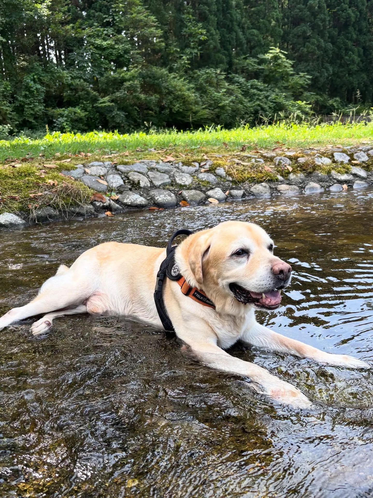 動物紹介12  タイ　牡　11歳　ラブラドール・レトリバー