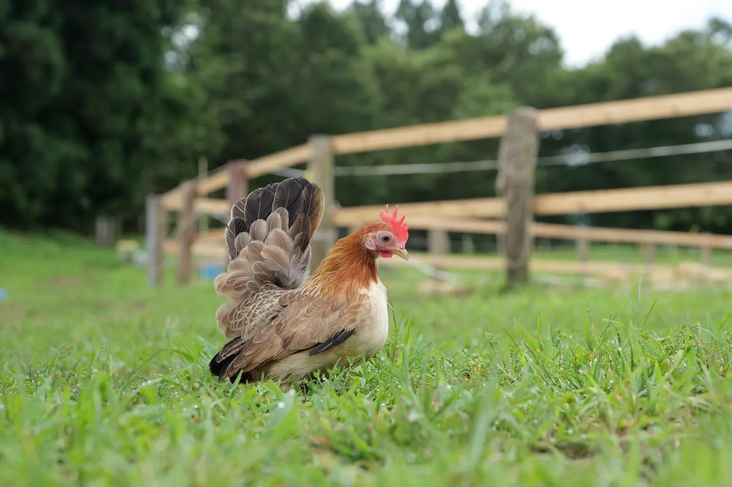 動物紹介13  カレン　チャボ　5歳　メス