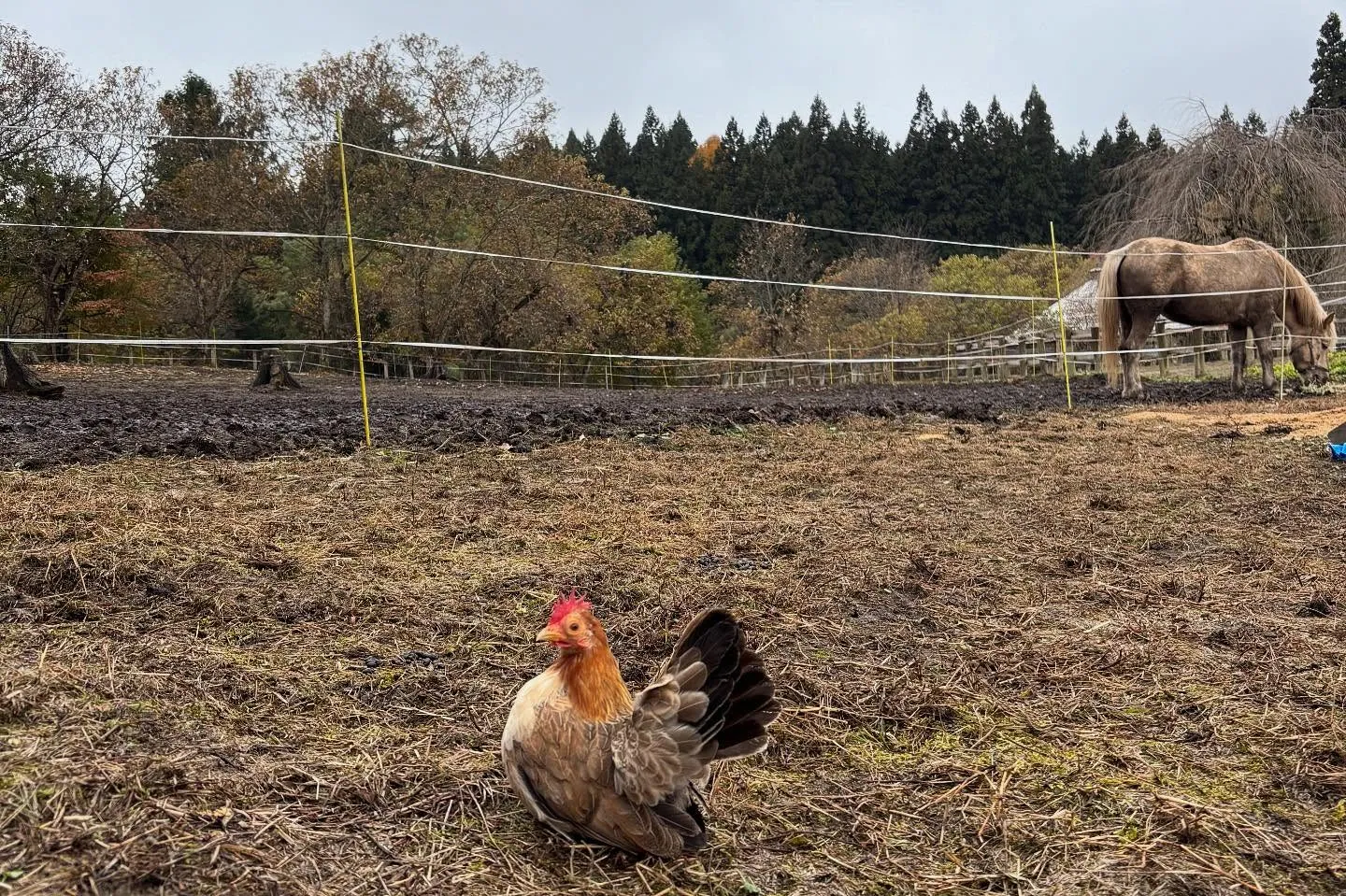 動物紹介13  カレン　チャボ　5歳　メス