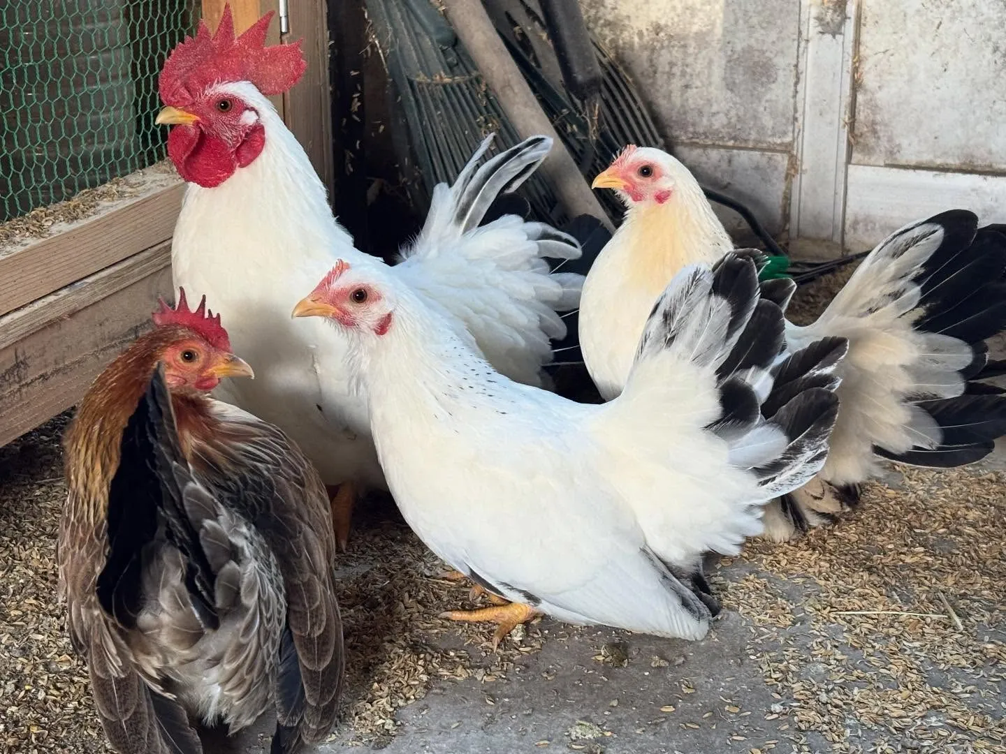 動物紹介14〜16 チャボ 右上のゲージに居る桂チャボは今年...
