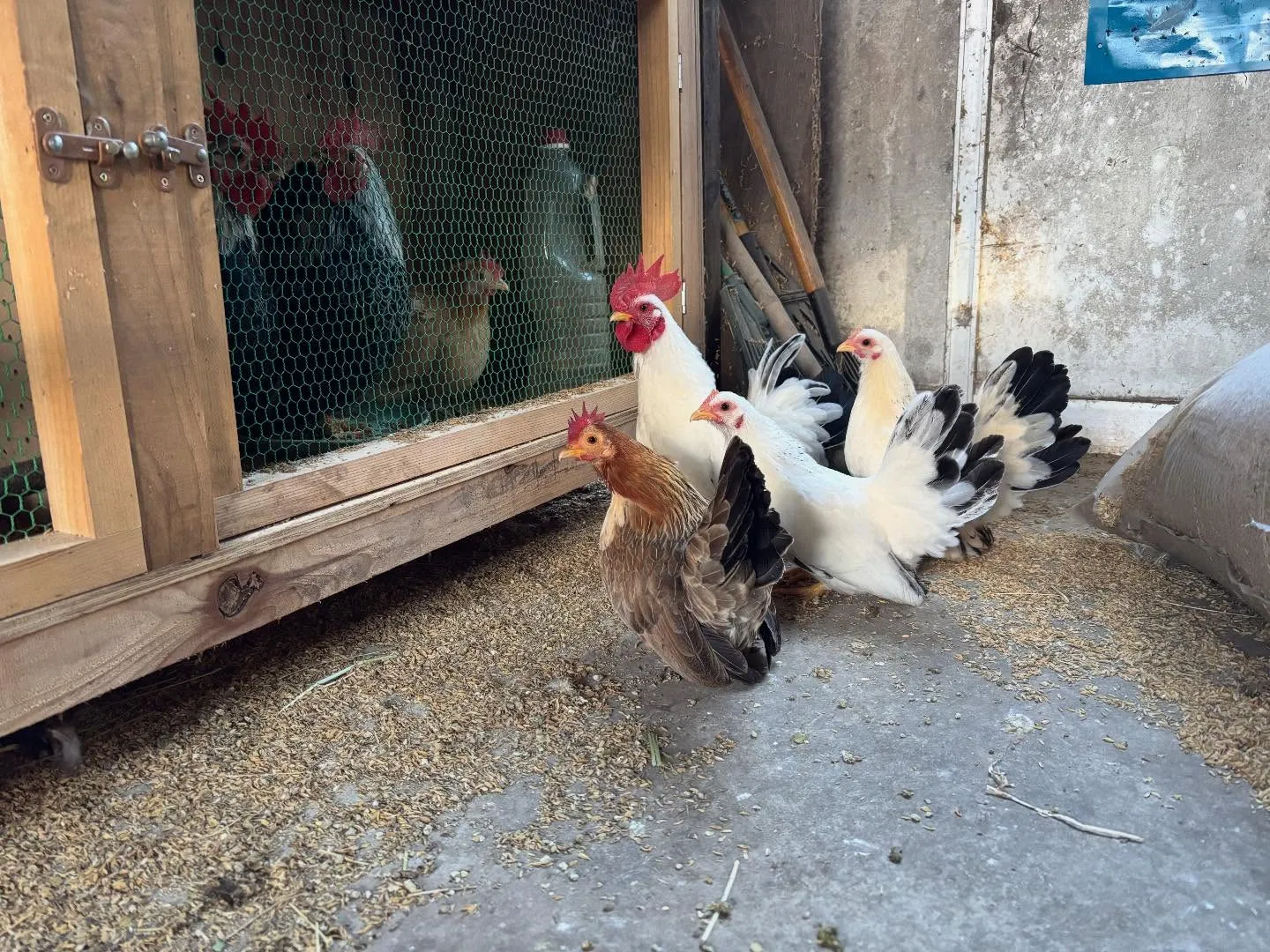 動物紹介14〜16 チャボ　右上のゲージに居る桂チャボは今年...