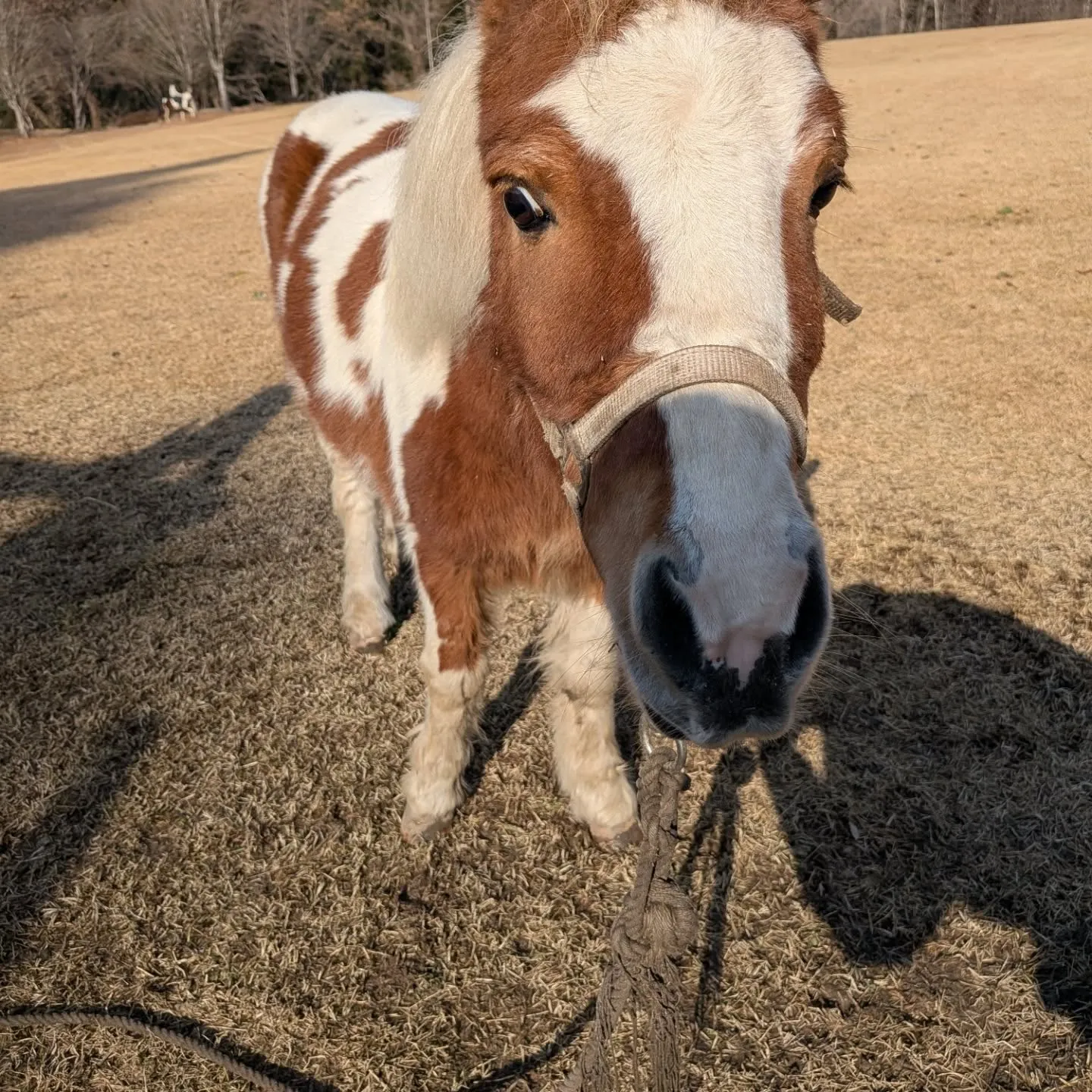 この牧場で1番小さな馬ポニー(キリンちゃん)