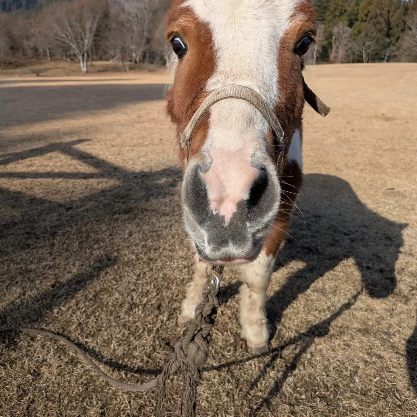 この牧場で1番小さな馬ポニー(キリンちゃん)