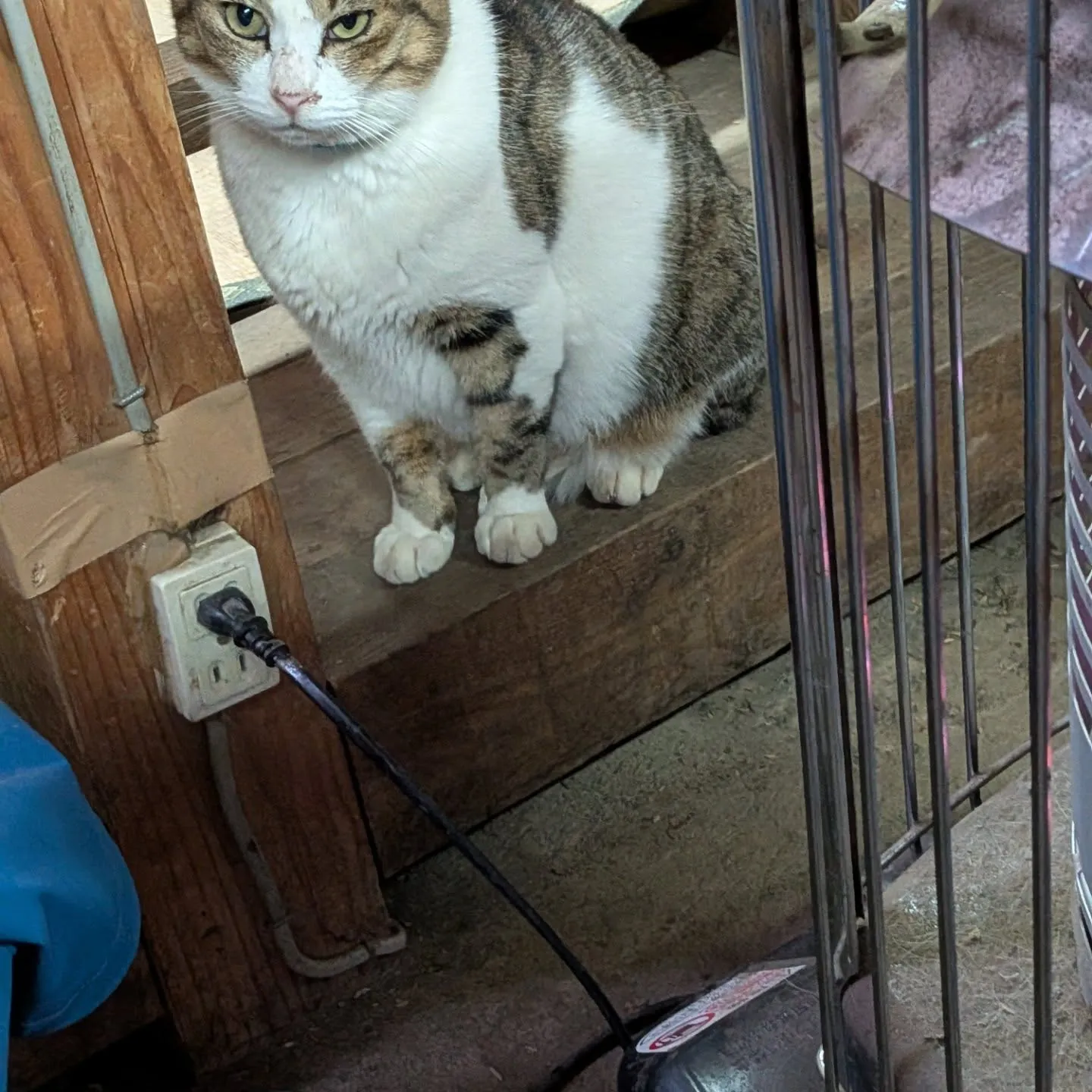 ファームキャットミーちゃん、トラちゃん