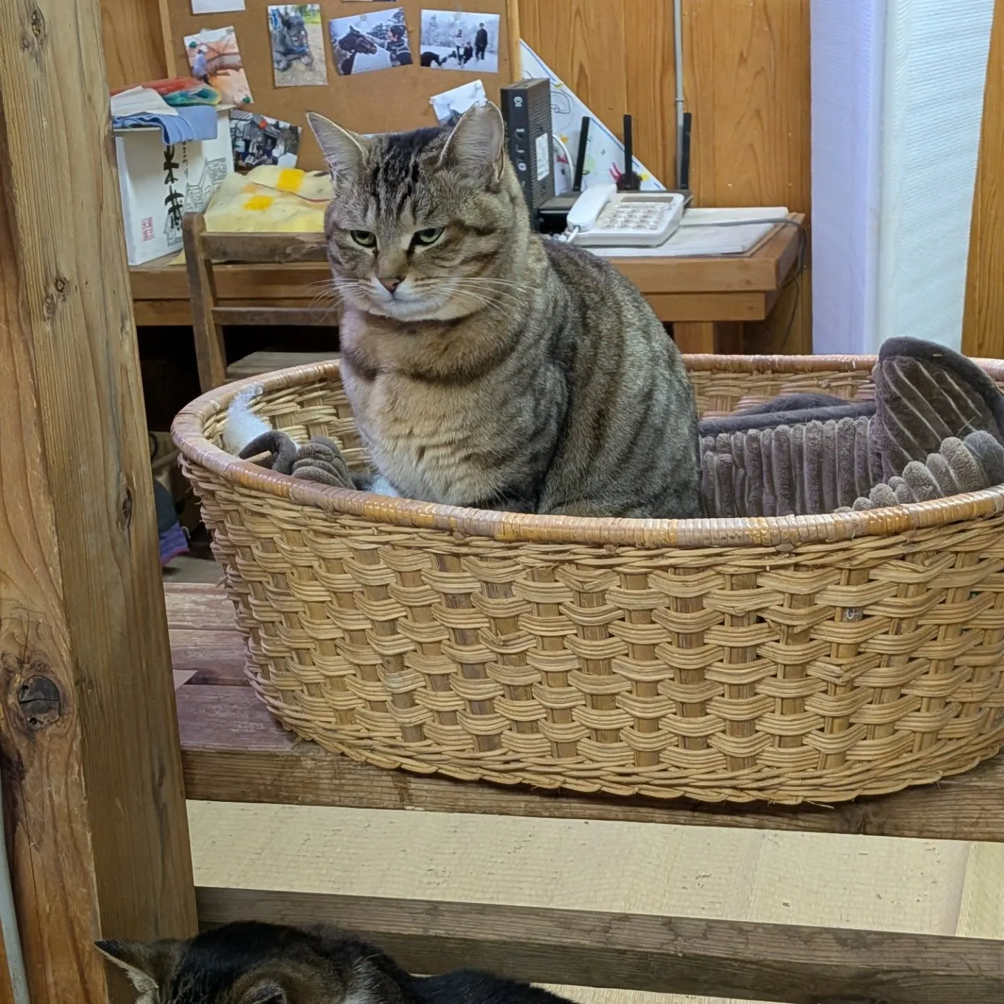 ファームキャットミーちゃん、トラちゃん