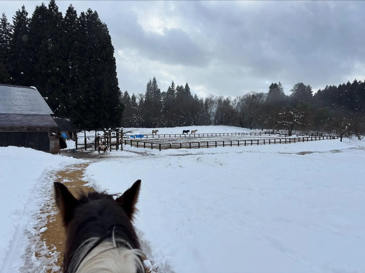 昨日のファーム。