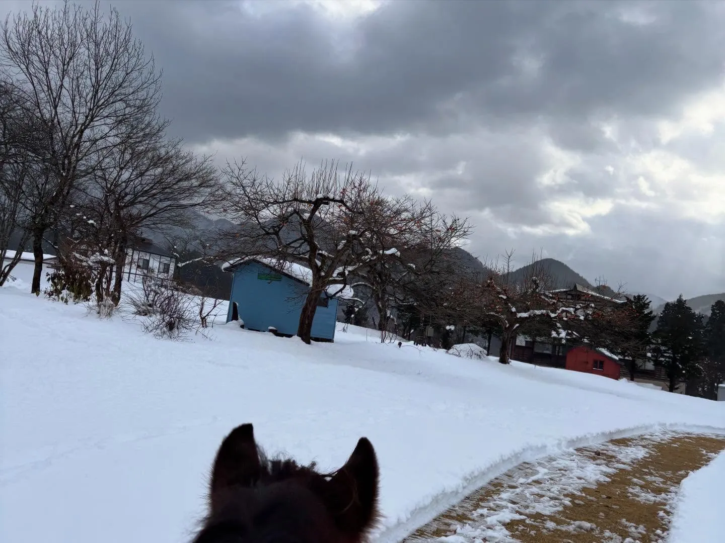 昨日のファーム。