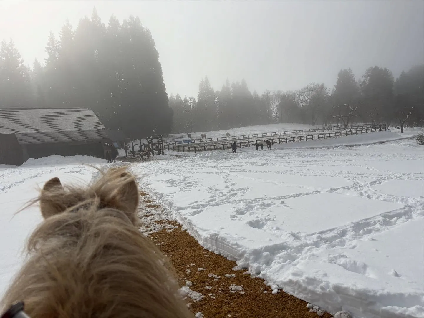 昨日のファーム。