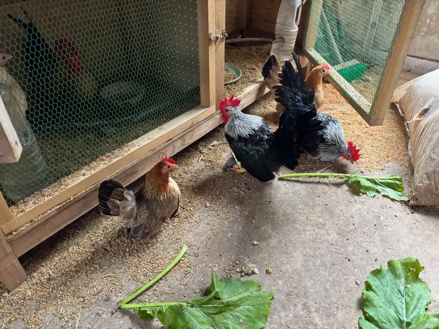 動物紹介17〜19 チャボ　右下のゲージに居るチャボ兄妹3羽...