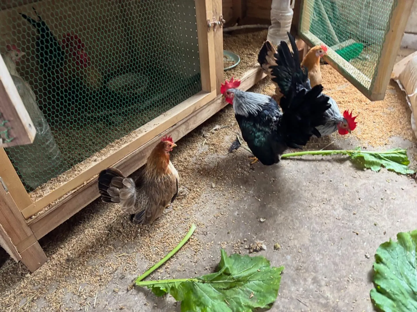 動物紹介17〜19 チャボ　右下のゲージに居るチャボ兄妹3羽...