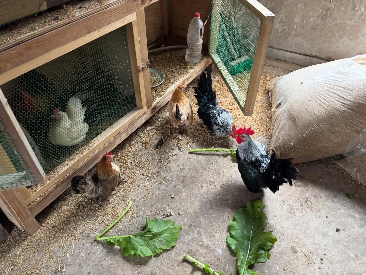 動物紹介17〜19 チャボ　右下のゲージに居るチャボ兄妹3羽...