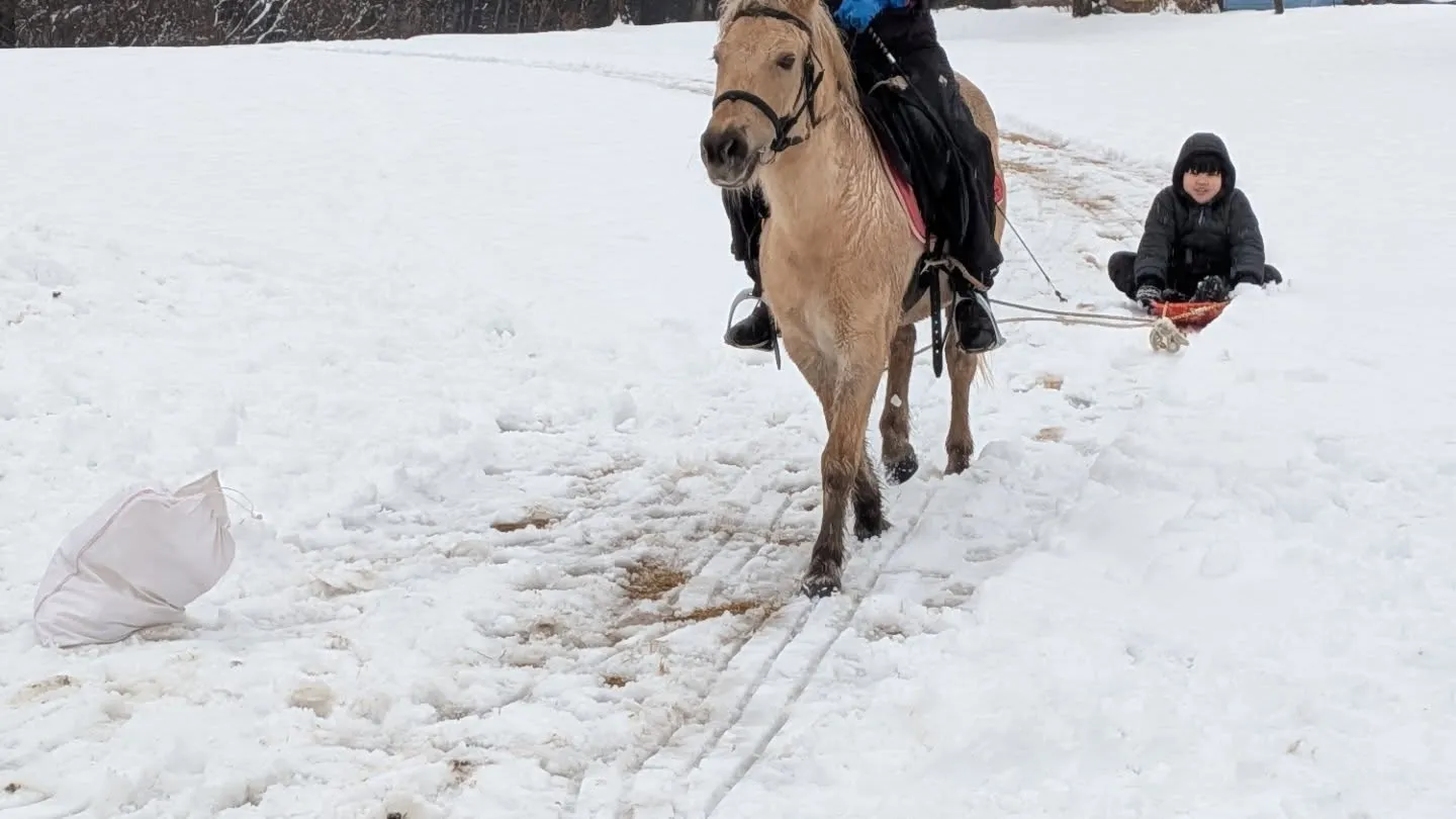 今年初☃馬ソリ🛷