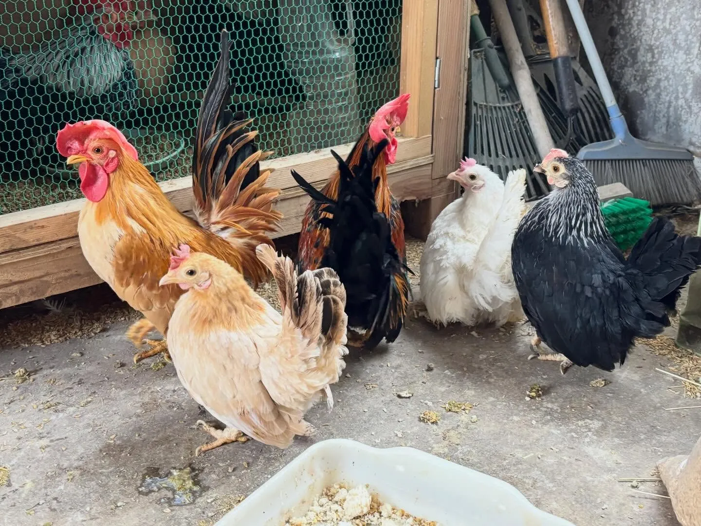 動物紹介20〜24 チャボ　真ん中の段のチャボはmixの一歳...