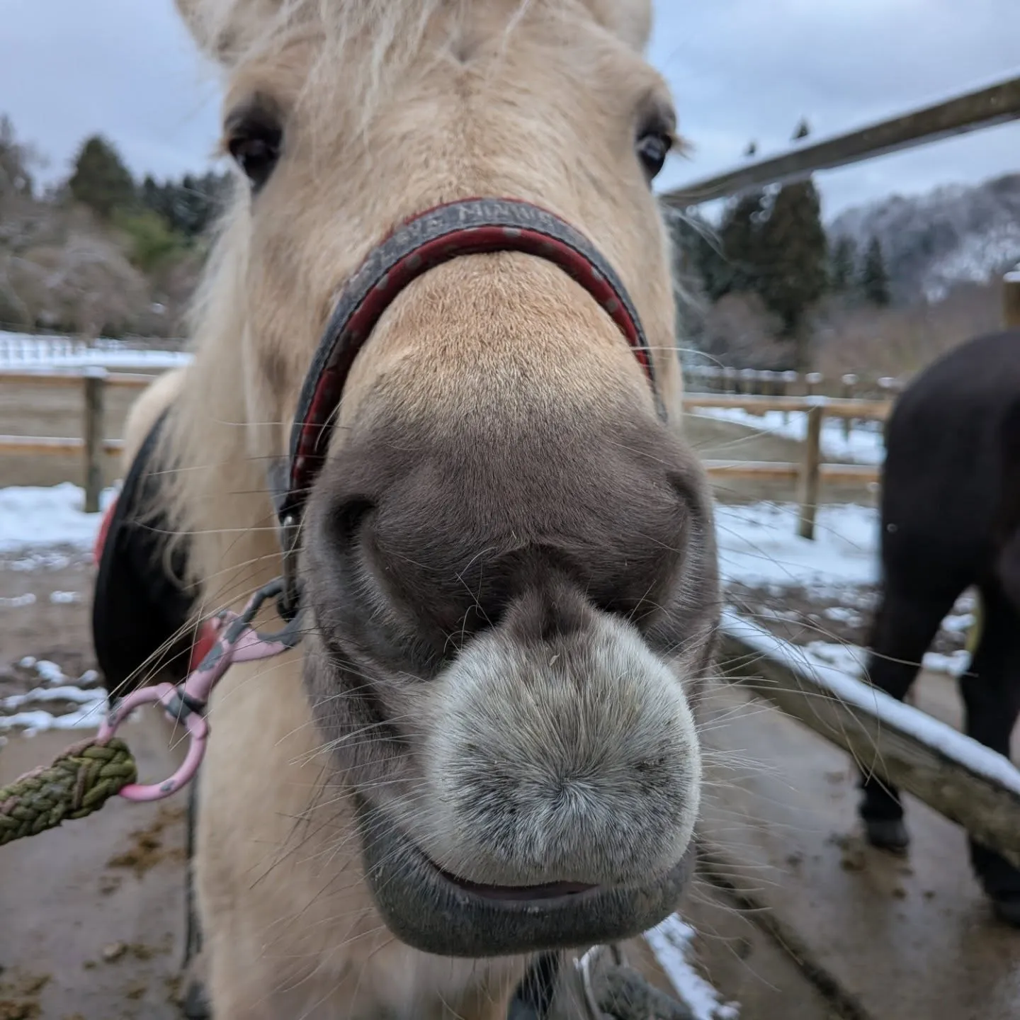 バレンティナ(バレンちゃん)の